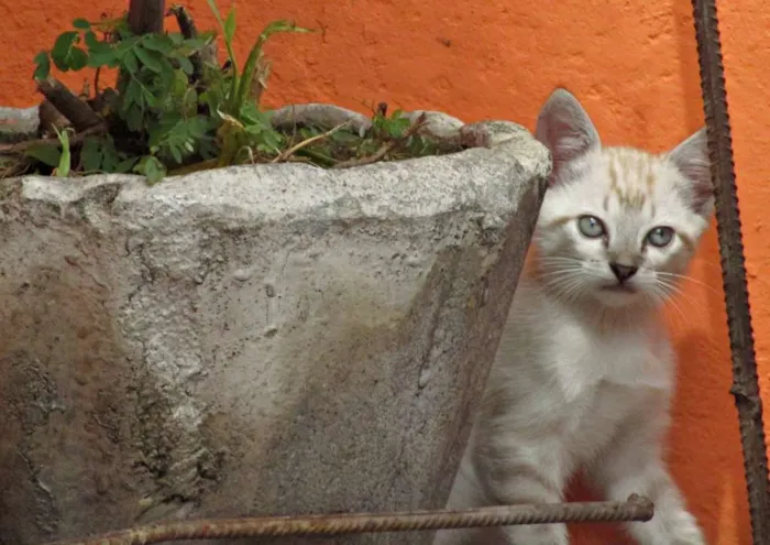 Gato raça Vira lata idade Abaixo de 2 meses nome Não tem
