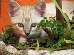 Gato raça Vira lata idade Abaixo de 2 meses nome Não tem