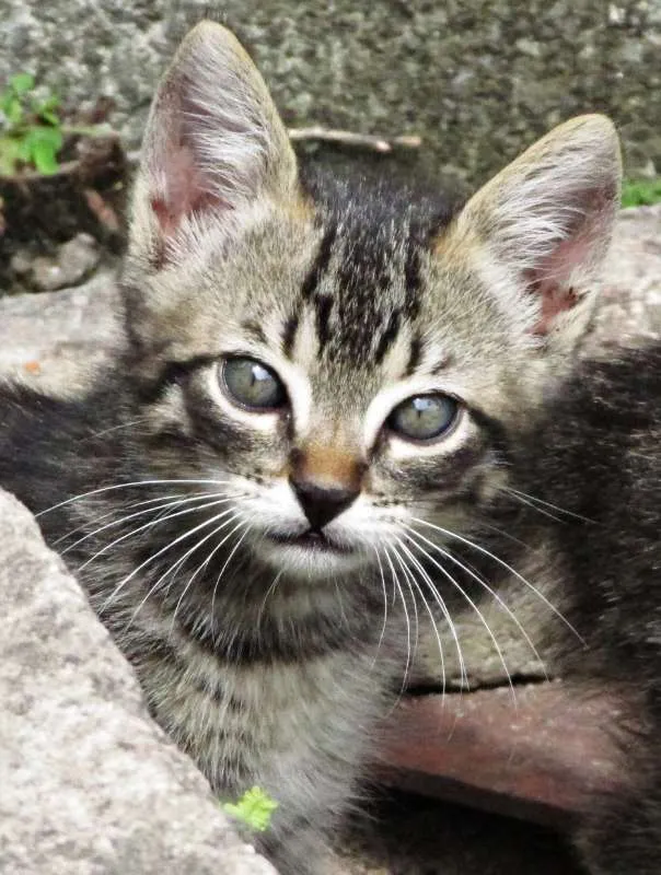 Gato raça Vira lata idade Abaixo de 2 meses nome Não tem