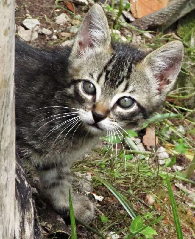 Gato raça Vira lata idade Abaixo de 2 meses nome Não tem