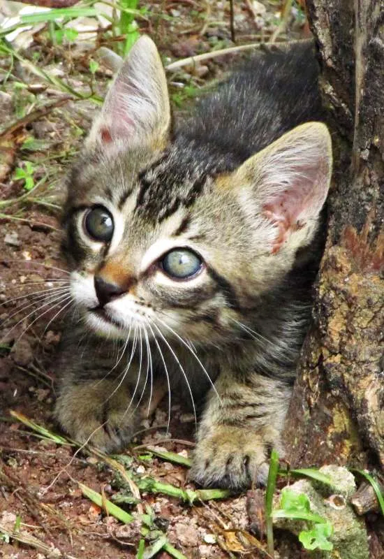 Gato raça Vira lata idade Abaixo de 2 meses nome Não tem