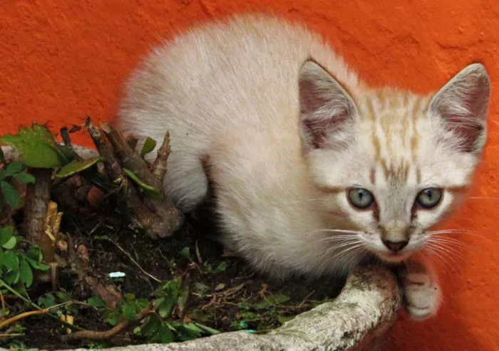 Gato raça Vira lata idade Abaixo de 2 meses nome Não tem