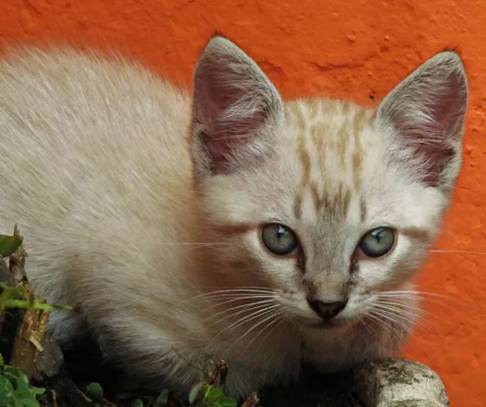 Gato raça Vira lata idade Abaixo de 2 meses nome Não tem