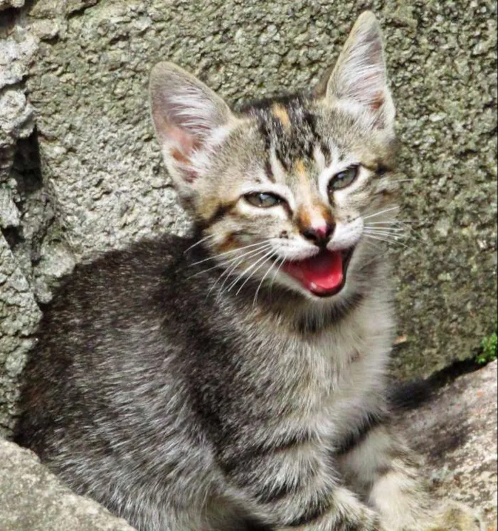 Gato raça Vira lata idade Abaixo de 2 meses nome Não tem