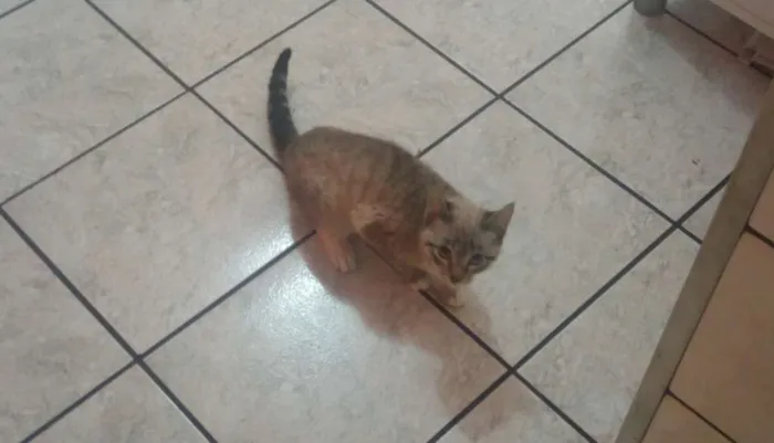 Gato ra a Sem raça idade 2 a 6 meses nome Sem nome