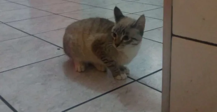 Gato ra a Sem raça idade 2 a 6 meses nome Sem nome