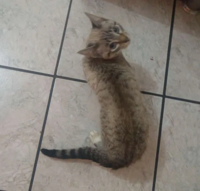 Gato ra a Sem raça idade 2 a 6 meses nome Sem nome