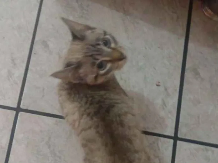 Gato ra a Sem raça idade 2 a 6 meses nome Sem nome