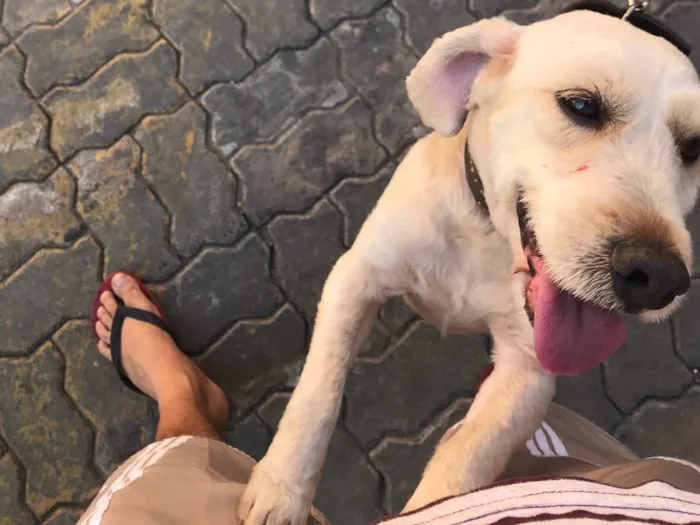Cachorro ra a Poodle com cocker idade 7 a 11 meses nome Shelk
