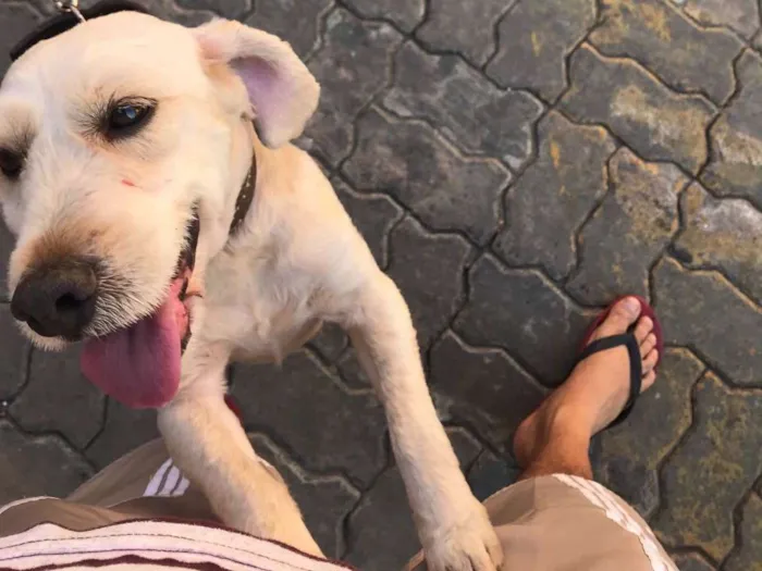 Cachorro ra a Poodle com cocker idade 7 a 11 meses nome Shelk