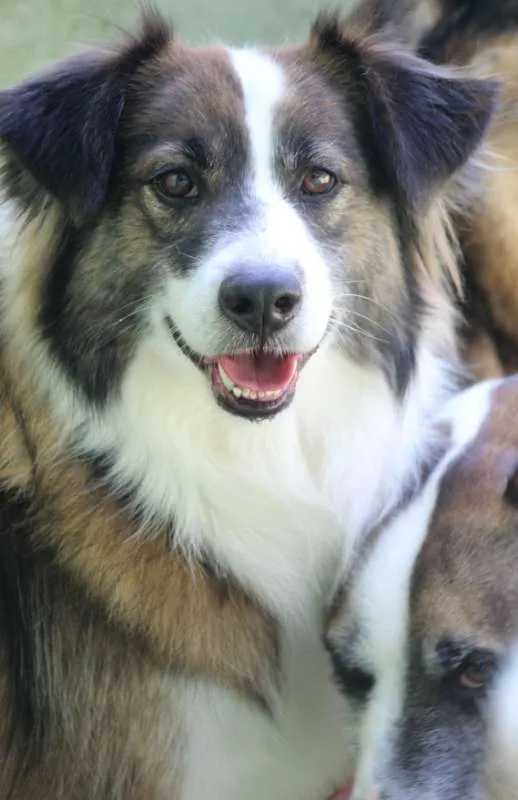 Cachorro ra a  idade 4 anos nome Bethoven