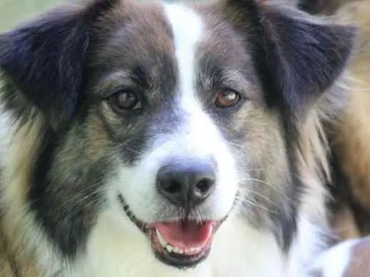 Cachorro ra a  idade 4 anos nome Bethoven