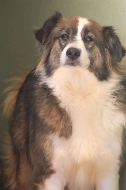 Cachorro ra a  idade 4 anos nome Bethoven