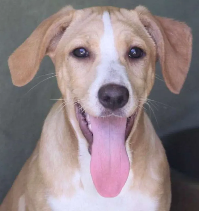 Cachorro ra a  idade 2 a 6 meses nome Rebeca Filhote
