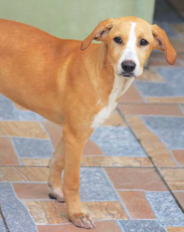Cachorro ra a  idade 2 a 6 meses nome Rebeca Filhote