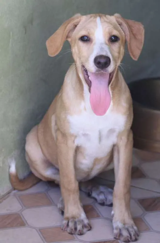 Cachorro ra a  idade 2 a 6 meses nome Rebeca Filhote