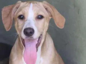 Cachorro raça  idade 2 a 6 meses nome Rebeca Filhote