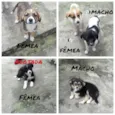 Mel, Bob, Amora,Thor