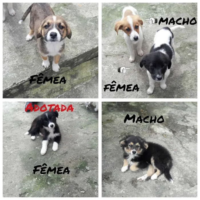 Cachorro ra a Vira lata idade 2 a 6 meses nome Mel, Bob, Amora,Thor