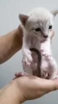 Gatinhos filhotes