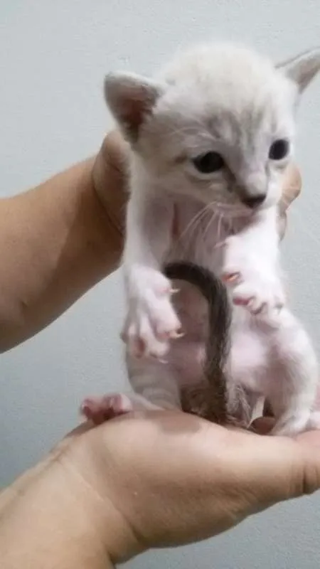 Gato ra a srd idade Abaixo de 2 meses nome Gatinhos filhotes