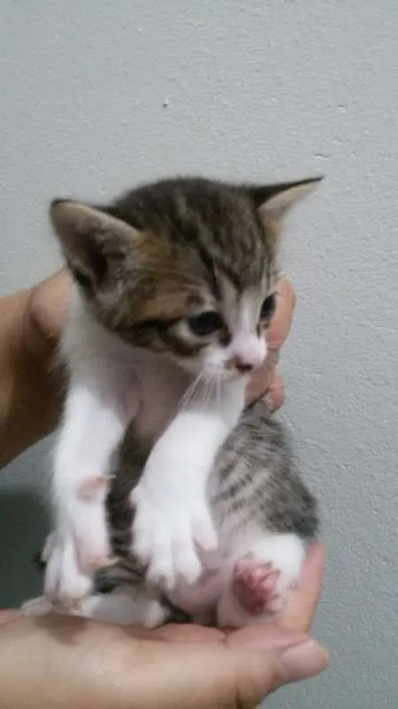 Gato ra a srd idade Abaixo de 2 meses nome Gatinhos filhotes
