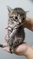 Gatinhos filhotes
