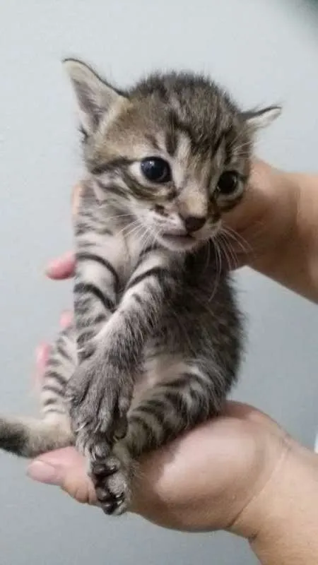 Gato ra a srd idade Abaixo de 2 meses nome Gatinhos filhotes