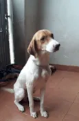 Pipoka