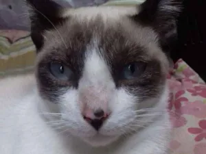 Gato raça Srd idade 2 a 6 meses nome Tandinha