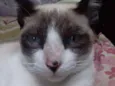 Tandinha