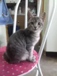 Faisca