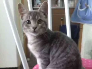 Gato raça Srd idade 2 a 6 meses nome Faisca
