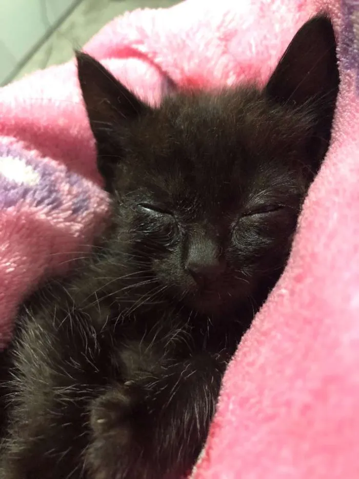 Gato ra a Srd idade Abaixo de 2 meses nome Gatinha