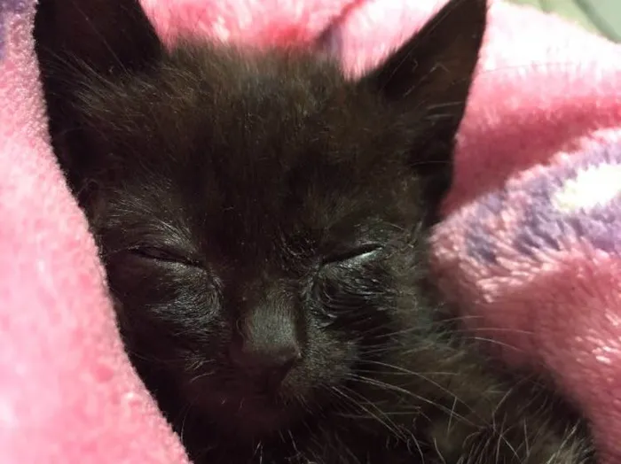 Gato ra a Srd idade Abaixo de 2 meses nome Gatinha