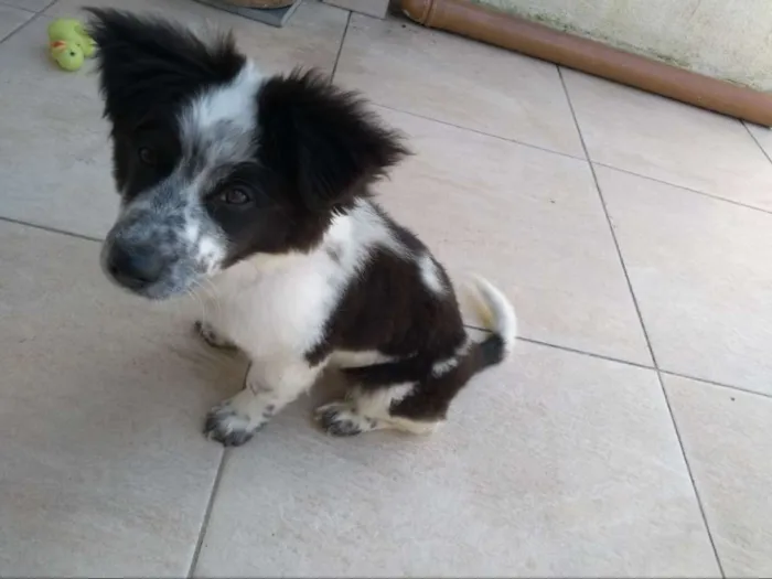 Cachorro ra a Border Collie idade 2 a 6 meses nome Maike