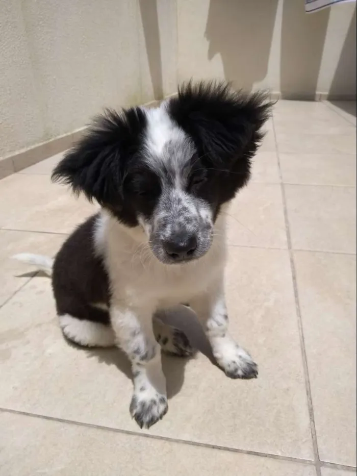 Cachorro ra a Border Collie idade 2 a 6 meses nome Maike