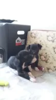Leco e Kika