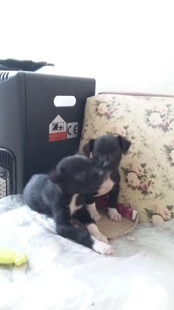 Cachorro raça Vira lata idade 2 a 6 meses nome Leco e Kika