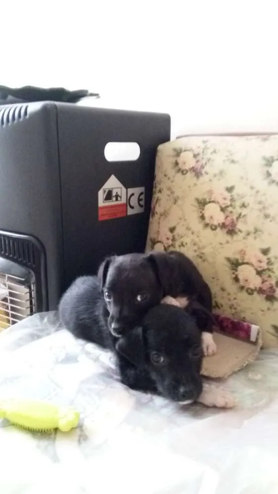 Cachorro raça Vira lata idade 2 a 6 meses nome Leco e Kika