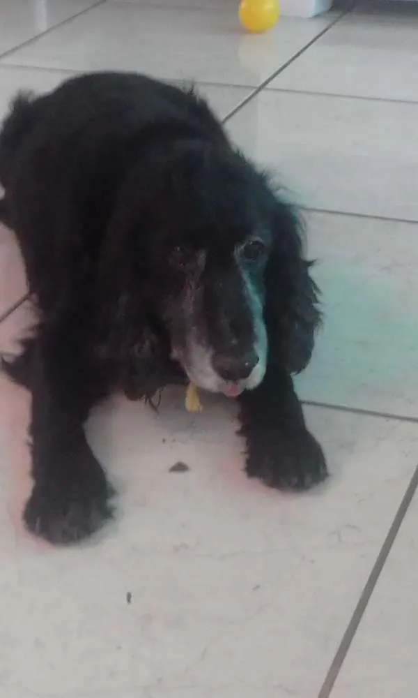 Cachorro ra a cocker idade 6 ou mais anos nome caetano