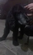caetano