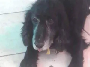 Cachorro raça cocker idade 6 ou mais anos nome caetano