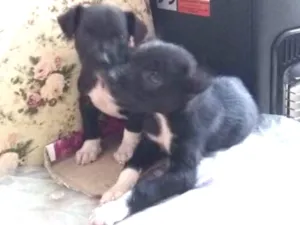 Cachorro raça Vira lata idade 2 a 6 meses nome Leco e Kika