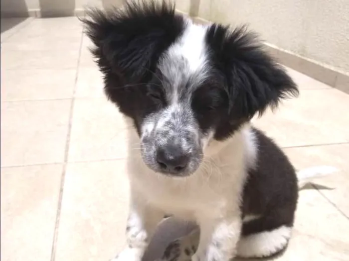 Cachorro ra a Border Collie idade 2 a 6 meses nome Maike