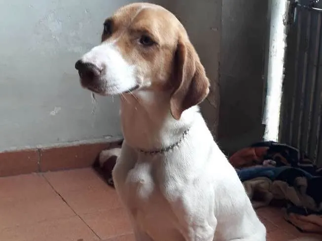 Cachorro ra a Srd idade 3 anos nome Pipoka