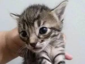 Gato raça srd idade Abaixo de 2 meses nome Gatinhos filhotes