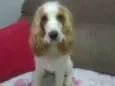 Samy