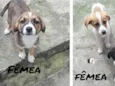Mel, Bob, Amora,Thor