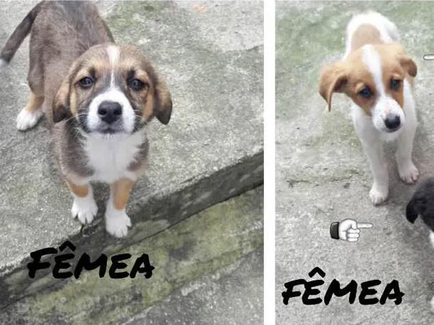 Cachorro ra a Vira lata idade 2 a 6 meses nome Mel, Bob, Amora,Thor